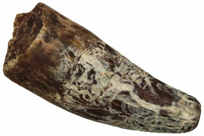 Fossil Phytosaur Tooth - New Mexico #219455